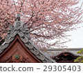 Bunkyo Ward, Tokyo, Anzai Sakura at Gokokuji Temple 29305403