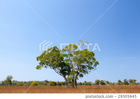 Savanna meadow 29305645