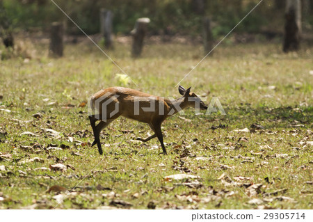 barking deer barking deer 29305714