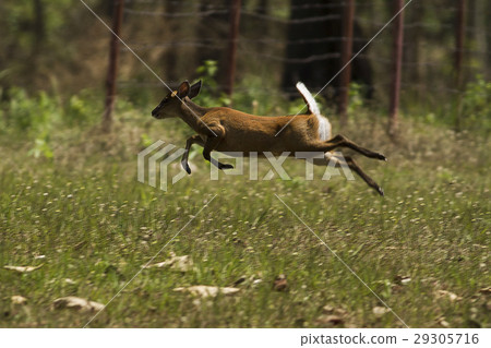 barking deer barking deer 29305716