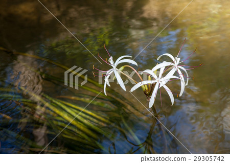 Rare Crinum thaianum or water lily or Water onion 29305742