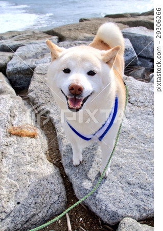 A fun walk 29306266