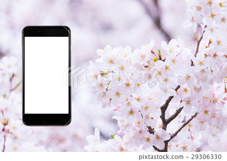 Cherry blossoms smash phone for synthesizing Sameyoshi no Sakura Closeup closeup copy space 29306330