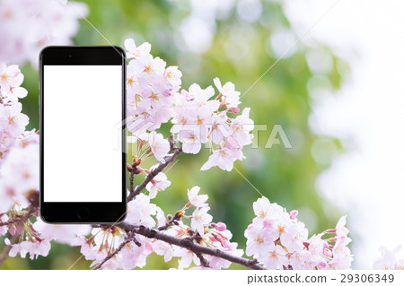 Cherry blossoms smash phone for synthesizing Sameyoshi no Sakura Closeup closeup copy space 29306349