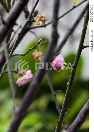 Plum, flower, spring plum, plum, flower, Chunmei, dragonfly, Prunus mume, flower, chome Plum, flower, spring plum, plum, flower, Chunmei, dragonfly, Prunus mume, flower, chome 29307165