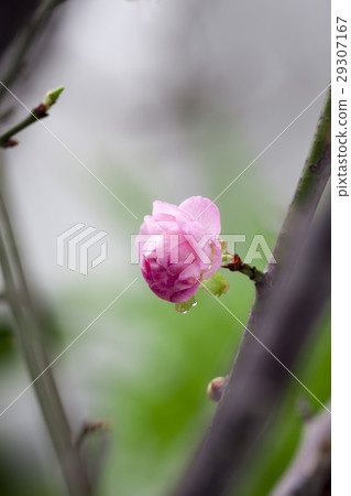 梅花,花,春梅,梅,花、Chunmei、プラム、Prunus mume,flower, chome 梅花,花,春梅,梅,花、Chunmei、プラム、Prunus mume,flower, chome 29307167