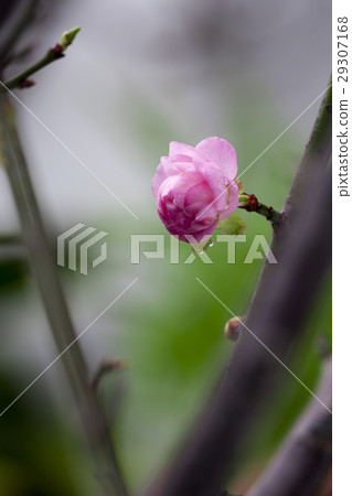 梅花,花,春梅,梅,花、Chunmei、プラム、Prunus mume,flower, chome 梅花,花,春梅,梅,花、Chunmei、プラム、Prunus mume,flower, chome 29307168