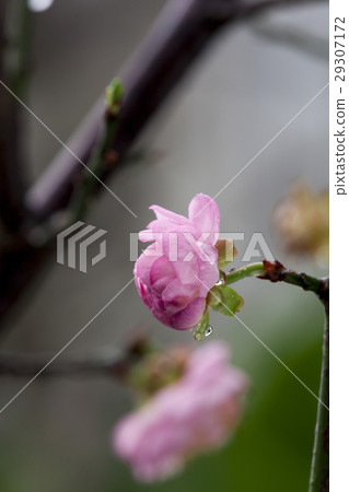 梅花，花，春梅，梅，花、Chunmei、プラム、Prunus mume，flower, chome 29307172