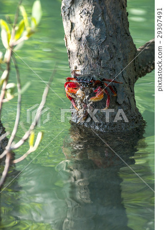 Crab sits on a branch in the mangrove swamp 29307491