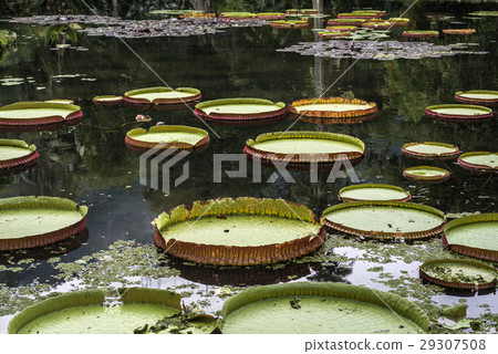 Victoria Regia - the largest water lily  29307508