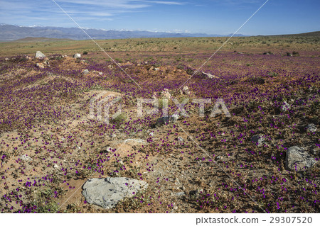 Flowering desert (Spanish 29307520