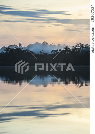 Early morning in Amazonian rainforest. Cuyabeno Early morning in Amazonian rainforest. Cuyabeno 29307524