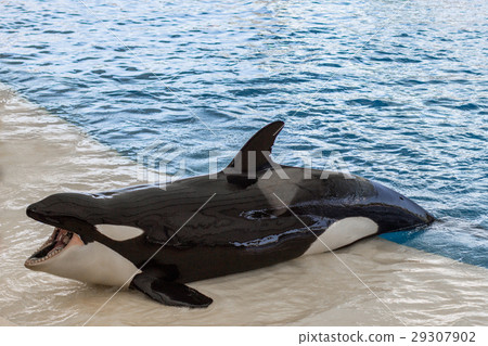 orca whale, killer whale outside pool orca whale, killer whale outside pool 29307902