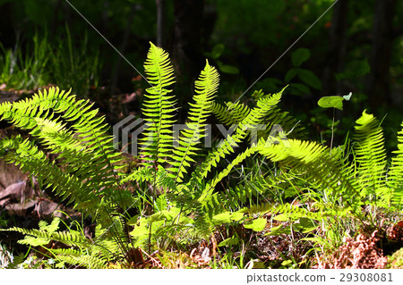 Spring Tamashida Spring Tamashida 29308081