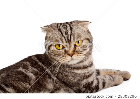 Scottish-fold cat isolated on white background 29308290