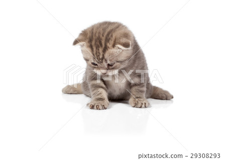 Scottish-fold kitten isolated on white background Scottish-fold kitten isolated on white background 29308293