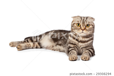 Scottish-fold cat isolated on white background Scottish-fold cat isolated on white background 29308294