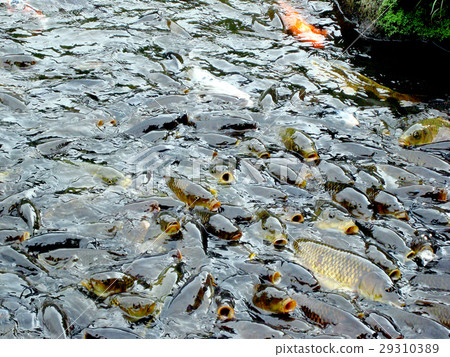 鯉魚 29310389