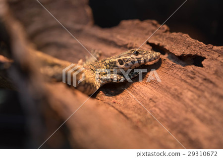 Nile lizard reptile Nile lizard reptile 29310672