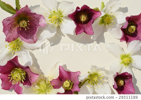 Christmas rose Christmas rose 29311189