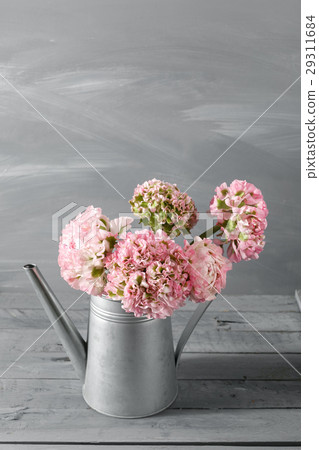 pink persian buttercup flowers. Curly peony 29311684