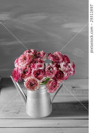 Maroon and white persian buttercup flowers. Curly Maroon and white persian buttercup flowers. Curly 29311697