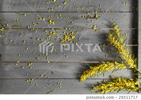 Mimosa flowers on gray wooden background. old Mimosa flowers on gray wooden background. old 29311717