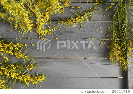 Mimosa flowers on gray wooden background. old 29311719