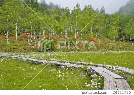 Shiga Takahara Tanohara Mire Shiga Takahara Tanohara Mire 29311730