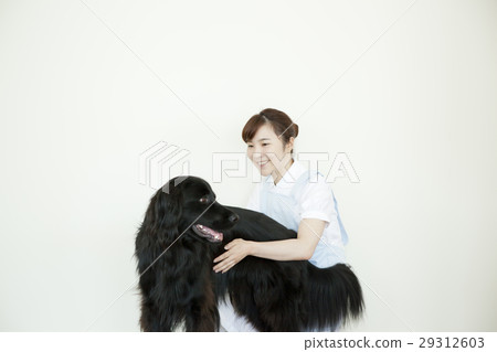 獵犬和白人婦女 獵犬和白人婦女 29312603