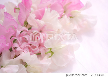 香豌豆和風信子 29313309