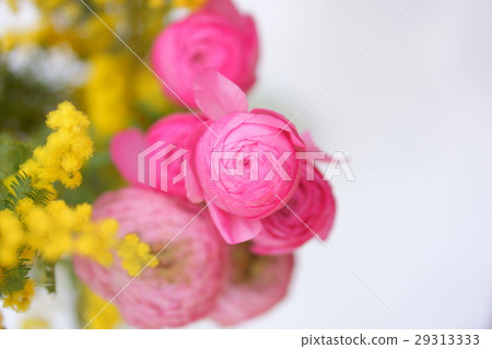 Ranunculus and mimosa Ranunculus and mimosa 29313333