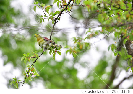 奧巴託在森林裡 29313366