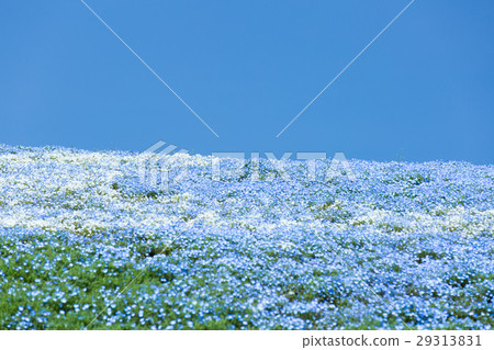 Nemophila Nemophila 29313831