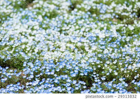 Nemophila Nemophila 29313832