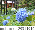 Hydrangea and mountain gate 29314019