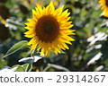 Sunflower of one wheel 29314267