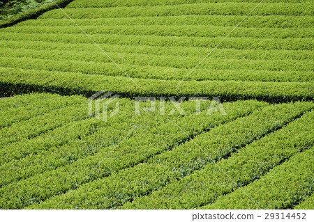 茶園 29314452