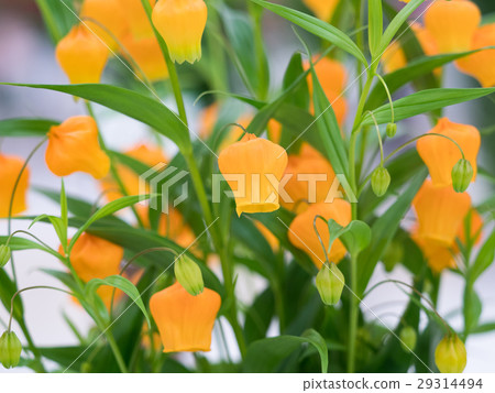 Thunder sonia 29314494