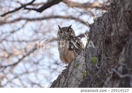 大角貓頭鷹 29314527
