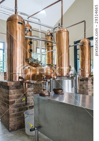 Plant of Brazilian cachaca sugarcane liquor Plant of Brazilian cachaca sugarcane liquor 29314665