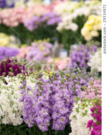 庫存花 29314972