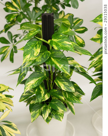 Potos Potos 29315038