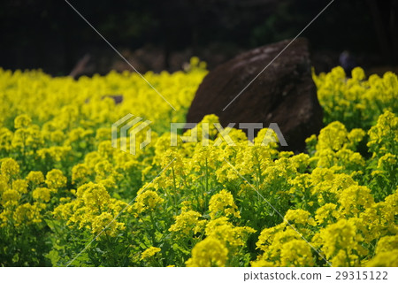 Rape blossoms 29315122
