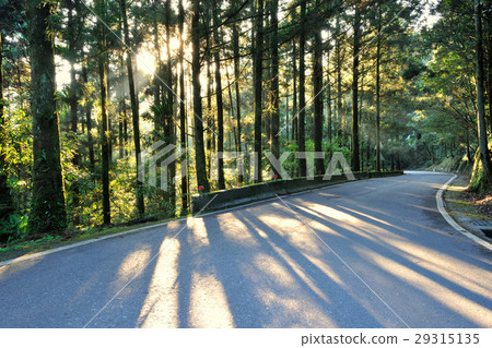 Tree, light, sunshine, road, season 29315135