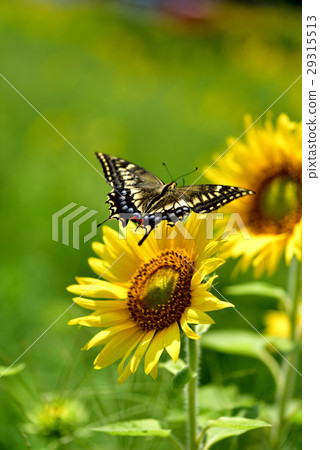 Kiageha that fly in search of sunflower's honey Kiageha that fly in search of sunflower's honey 29315513