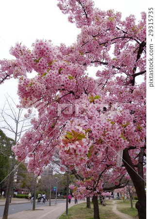 Kawazu cherry tree Kawazu cherry tree 29315735