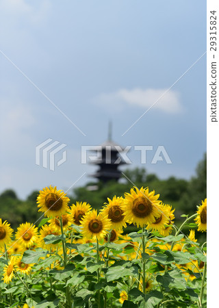 Sunflower flowers that color Kibi way 29315824