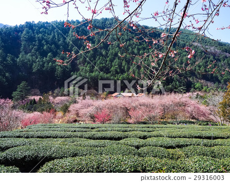 Cherry blossoms  29316003