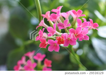 Karancoe in the room bloom 29316129